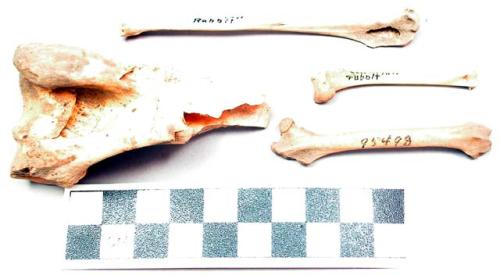 Bones and bone fragments