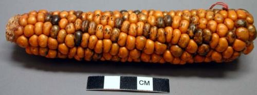 Corn: Blue and White Speckled