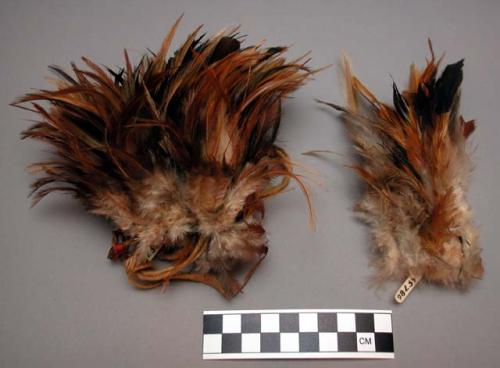 Feather bunches (cock feathers)