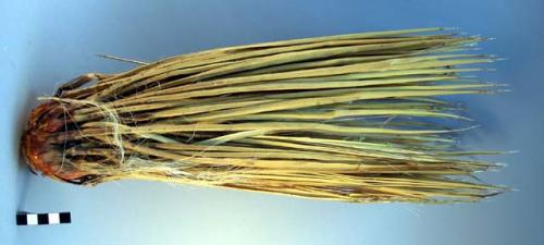 Leaves of yucca and stem