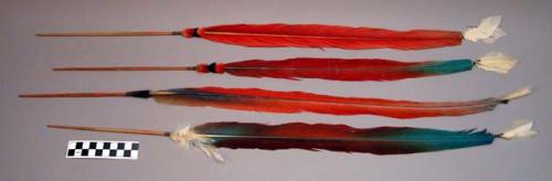 Set of macaw feathers