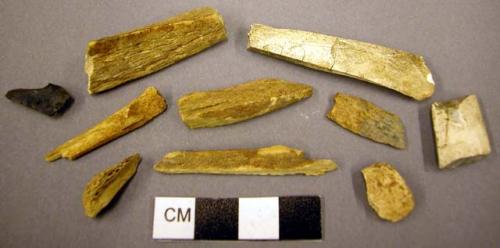 Bone fragments