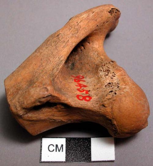 Severed proximal knuckle of deer femur