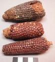 Ears of maize