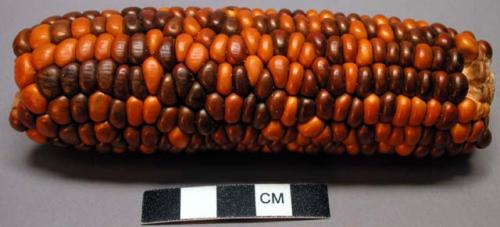 Corn: Speckled