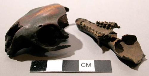 Divining objects, skull of forest rat, cricetonys gambianus