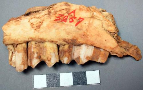 Fragment of jaw bone of ( )