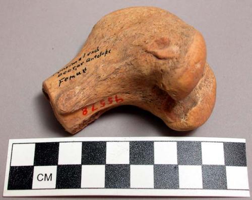 Bone fragment. Proximal end of deer or antelope femur