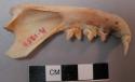 Jaw of small animal