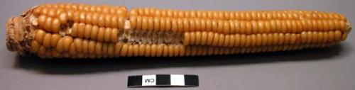 Ear of corn, hominy flint