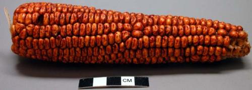 Corn: Red and White