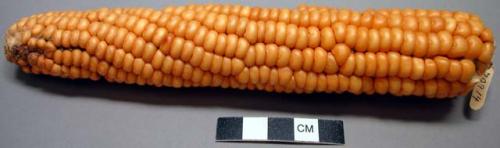 Yellow flint corn