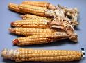 Onongant (Ear of white Tuscarora corn)
