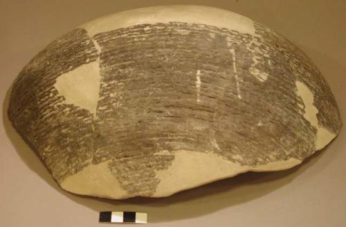 Sherds (glued to make 1 vessel fragment)