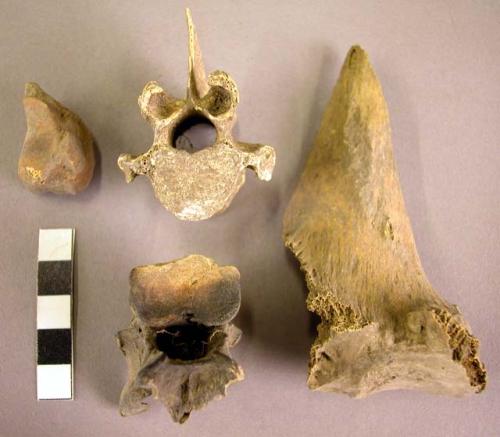 Organic, bone, faunal remains, vertebral and other fragments, burnt