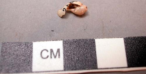 Shell, gastroped, unidentified