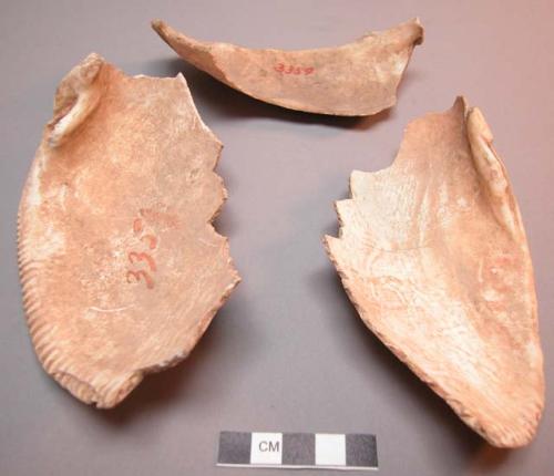 Shell, large bivalve fragments, possibly broken for use