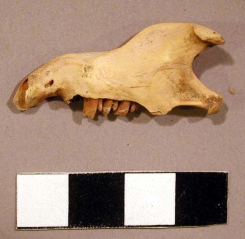 Organic, bone, faunal remain, jaw fragment