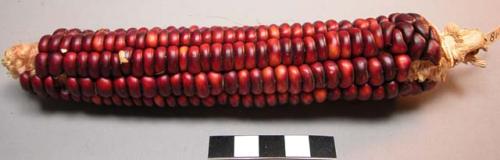 Mandan soft-red corn