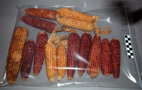 Organic,  floral remain, corn, 14 cobs of red and yellow corn, one loose husk, o