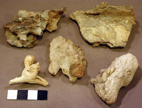 Organic, bone, fauanal remains, petrified, various fragments