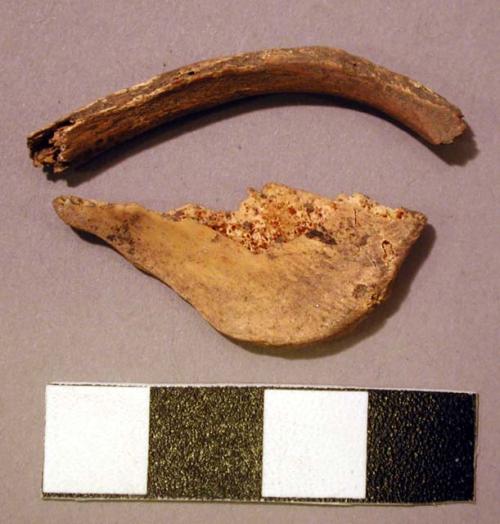 Organic, bone, faunal remains, fragments, various