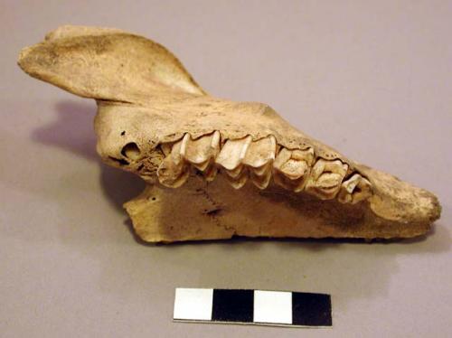 Organic, bone, faunal remains, fragments, various