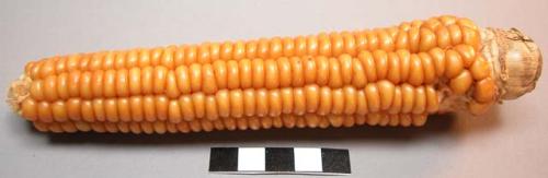 Mandan white flint corn