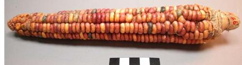 Ear of corn, soft red