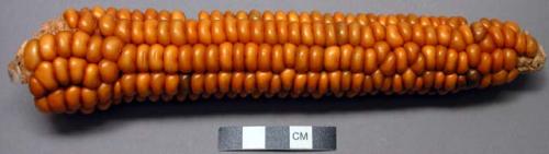 Mandan yellow flint corn