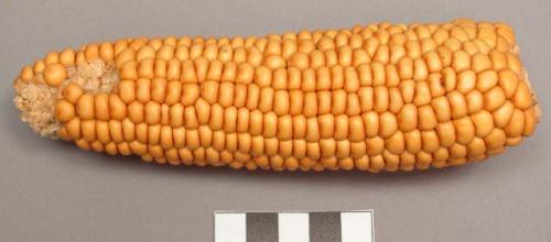 Ear of corn