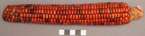 Ear of corn, red