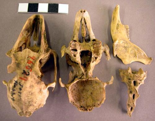 2 jackrabbit skulls and 16 pieces