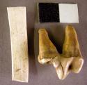 Organic, bone, faunal remains, teeth, 1 incisor