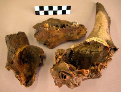 Organic, bone, faunal remains, cranial, horn, tooth, and unidentified fragments