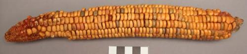 Ear of corn, mixed