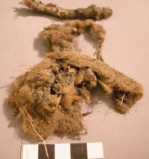 Small animal fur and remains