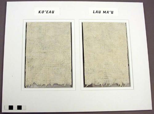 Kapa, two mounted samples (ko'eau, lau ma'u)