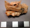 Faunal tooth, with some maxilla, possible pig.