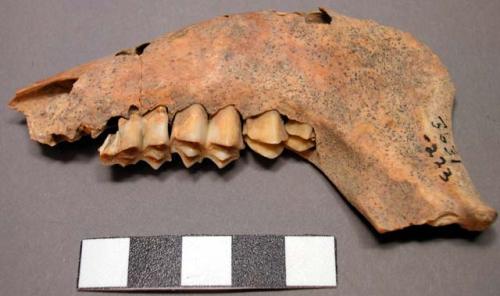 Faunal remains, cranial