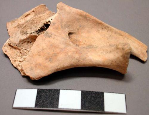 Faunal remains, cranial