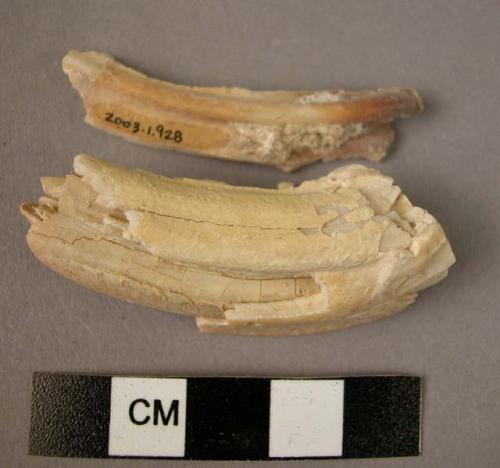 Organic, bone, faunal remains, large animal molar