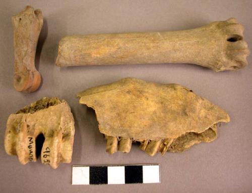 Organic, bone, faunal remains, bone and tooth fragments