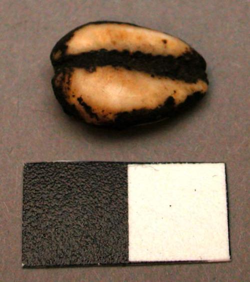 Cowrie shell, coated in resin