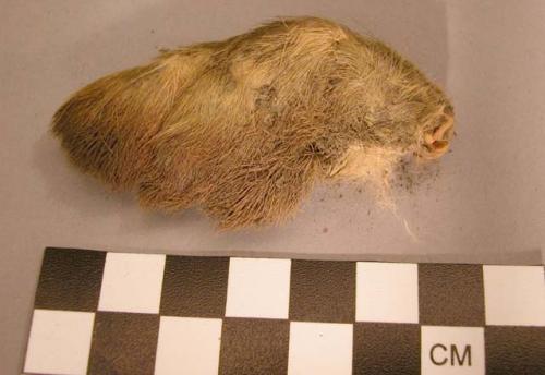 Foot of an animal covered with fur