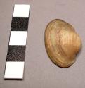 Organic shell, small bivalve