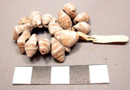 Pierced shells (1 lot)