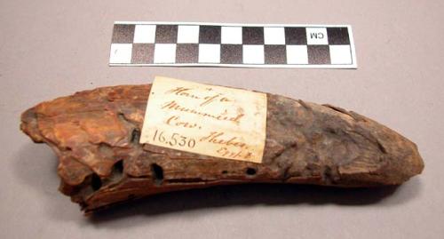 Horn of cow, mummied