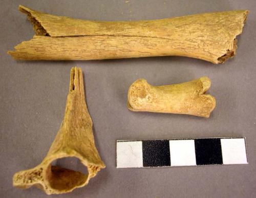 Organic bone, faunal remains, fragments