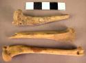Organic, bone, faunal remains, long bones and fragments